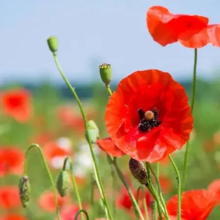 De Coquelicots Avec Jacuzzi A *